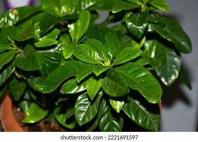 Coffee Plant With Yellowing Leaves.