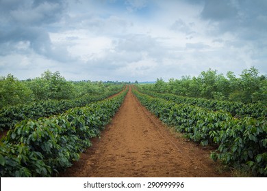 Coffee Plantation.