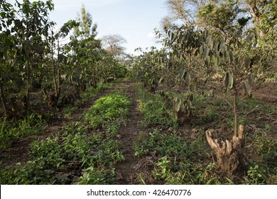 Coffee Plantation In Africa