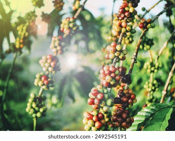 Coffee plantation, Coffee beans on tree with sunrise background. Fresh red and green coffee beans on trees Coffee beans ripening, red berry branch in farm - Powered by Shutterstock