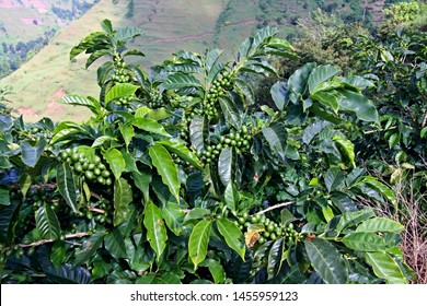 Coffee Plantation In The Blue Mountains Mountain Range.Jamaica.