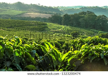 Coffee plantation in Brazil with a skyline with mountains in the background