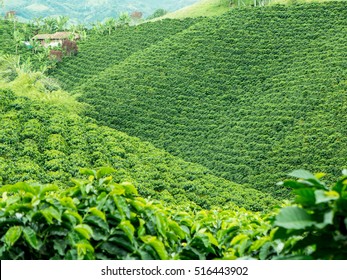 Coffee Plantation In Colombia