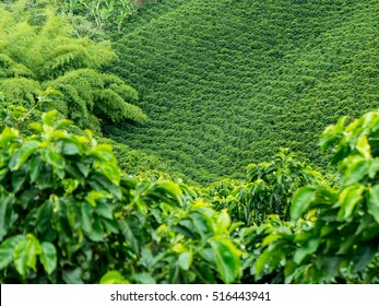 Coffee Plantation In Colombia