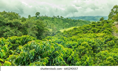 Coffee Plantation Colombia