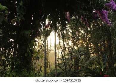 Coffee Plantation In Coorg During Morning