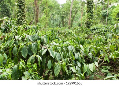 A Coffee Plantation In Coorg, India