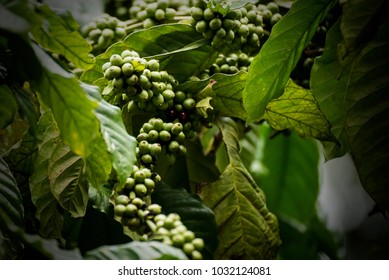 Coffee Plantation In Coorg Karnataka India