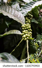 Coffee Plantation In Coorg Karnataka India