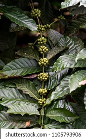 Coffee Plantation In Coorg Karnataka India