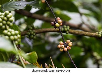 Coffee Plantation In Coorg Karnataka India