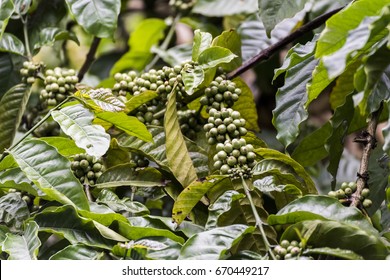 Coffee Plantation In Coorg Karnataka India