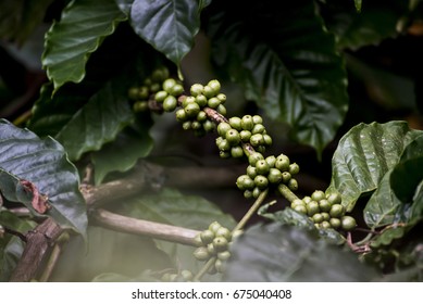 Coffee Plantation In Coorg Karnataka India