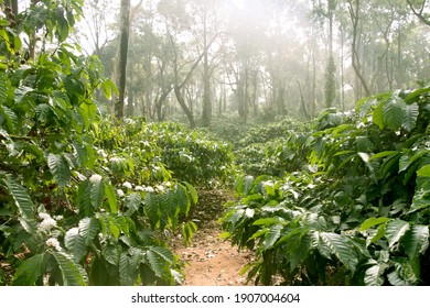 Coffee Plantation In Coorg, Karnataka State Of India