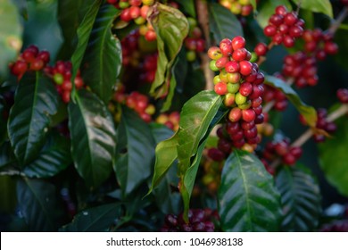 Coffee Plantation In Costa Rica 