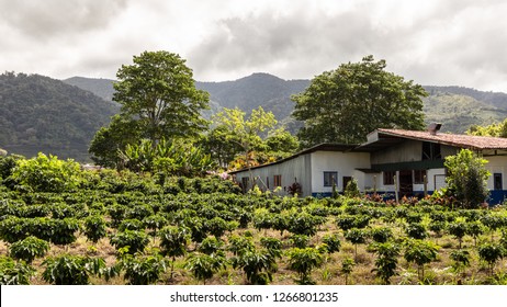 Coffee Plantation In Costa Rica