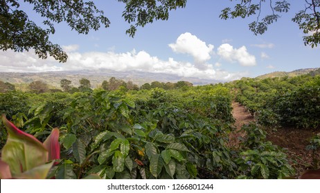 Coffee Plantation In Costa Rica