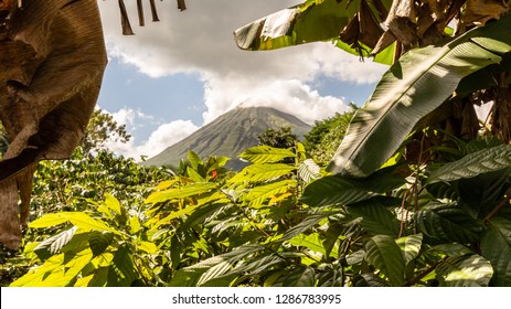 Coffee Plantation In Costa Rica