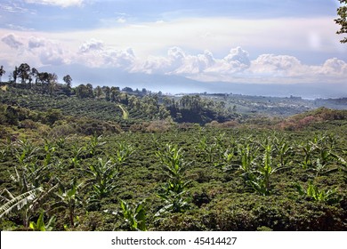 Coffee Plantation In Costa Rica