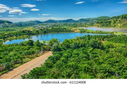 Coffee Plantation In Da Lat, Vietnam