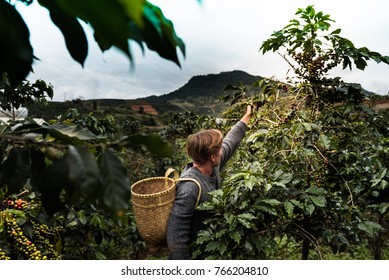 Coffee Plantation In Da Lat, Vietnam.