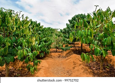 Coffee Plantation - Dalat, Vietnam