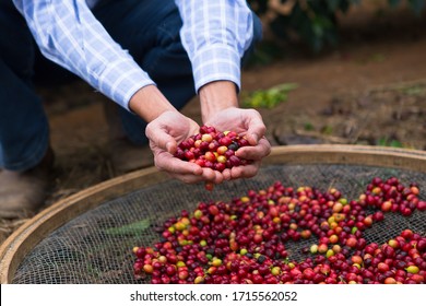 Coffee Plantation In A Farm 