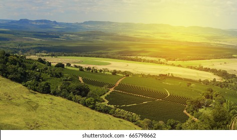 Coffee Plantation Farm In The Mountains Landscape