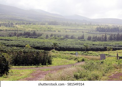 Coffee Plantation. Coffee Farm. Coffee Plants Being Grown On Maui Hawaii. 