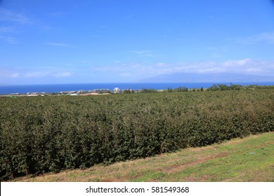 Coffee Plantation. Coffee Farm. Coffee Plants Being Grown On Maui Hawaii. 