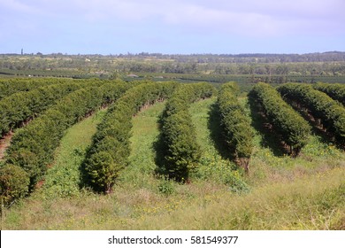 Coffee Plantation. Coffee Farm. Coffee Plants Being Grown On Maui Hawaii. 