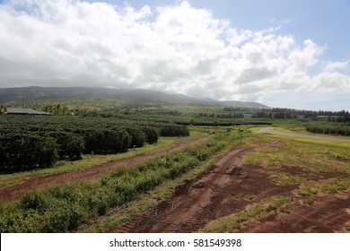 Coffee Plantation. Coffee Farm. Coffee Plants Being Grown On Maui Hawaii. 