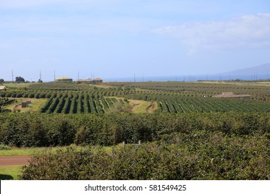 Coffee Plantation. Coffee Farm. Coffee Plants Being Grown On Maui Hawaii. 