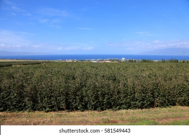 Coffee Plantation. Coffee Farm. Coffee Plants Being Grown On Maui Hawaii. 