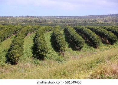 Coffee Plantation. Coffee Farm. Coffee Plants Being Grown On Maui Hawaii. 