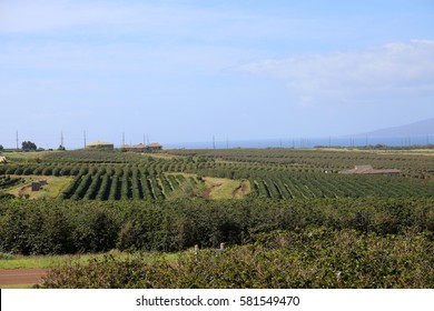 Coffee Plantation. Coffee Farm. Coffee Plants Being Grown On Maui Hawaii. 