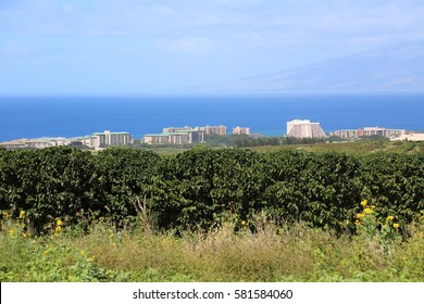 Coffee Plantation. Coffee Farm. Coffee Plants Being Grown On Maui Hawaii. 
