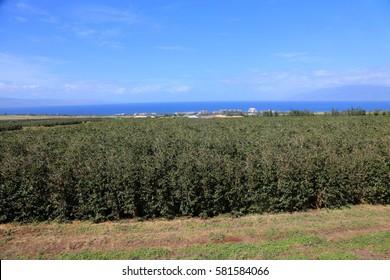 Coffee Plantation. Coffee Farm. Coffee Plants Being Grown On Maui Hawaii. 
