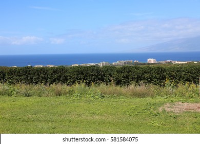 Coffee Plantation. Coffee Farm. Coffee Plants Being Grown On Maui Hawaii. 
