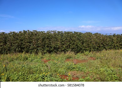 Coffee Plantation. Coffee Farm. Coffee Plants Being Grown On Maui Hawaii. 
