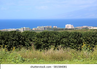 Coffee Plantation. Coffee Farm. Coffee Plants Being Grown On Maui Hawaii. 
