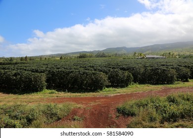 Coffee Plantation. Coffee Farm. Coffee Plants Being Grown On Maui Hawaii. 
