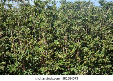 Coffee Plantation. Coffee Farm. Coffee Plants Being Grown On Maui Hawaii. 
