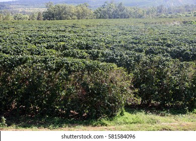 Coffee Plantation. Coffee Farm. Coffee Plants Being Grown On Maui Hawaii. 
