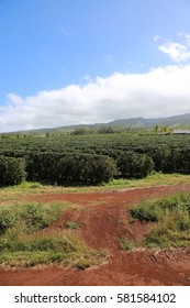 Coffee Plantation. Coffee Farm. Coffee Plants Being Grown On Maui Hawaii. 
