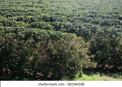 Coffee Plantation. Coffee Farm. Coffee Plants Being Grown On Maui Hawaii. 
