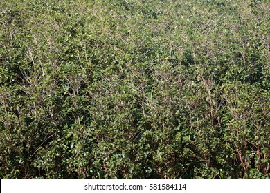 Coffee Plantation. Coffee Farm. Coffee Plants Being Grown On Maui Hawaii. 
