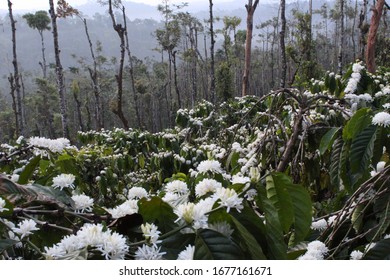 Coffee Plantation Flower And Agriculture In India