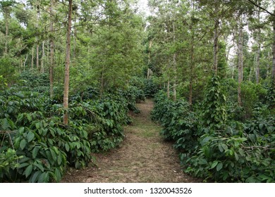 Coffee Plantation In India