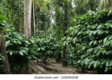 Coffee Plantation In India